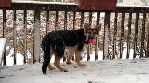 Check spelling or type a new query. German Shepherd Puppy Seeing Snow For The First Time Youtube
