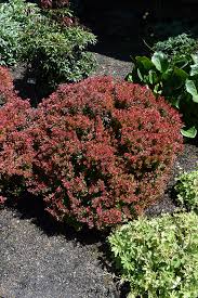 Image result for Berula thunbergii