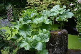 Offering darmera peltata (indian rhubarb). Great Plant Picks Unbeatable Plants For The Maritime Northwest Garden