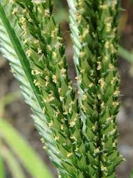 Image result for Eleusine coracana