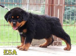 Akc rottweiler puppies due mid june 2021! Rottweiler Puppies For Sale In Michigan Petfinder
