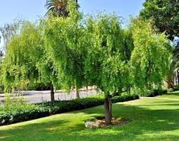 Image result for Maytenus chasei