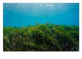 Oct 28, 2021 · questions are mounting about potential safety changes at metro after the recent blue line derailment. Answers Page Free The Ocean In 2021 Sea Grass Ocean Climates
