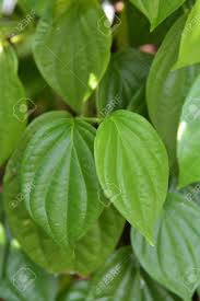 Siapapun diri kita, baik kaya atau miskin, tua atau muda tentu sangat membutuhkan tubuh yang sehat. Betel Leaf Plant Daun Sirih Stock Photo Picture And Royalty Free Image Image 144553332