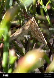 Image result for Operophtera fagata