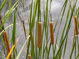 Image result for Typha capensis