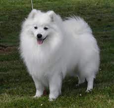 1000 Images About Japanese Spitz Dogs On Pinterest Japanese Spitz The Japanese And Pure White Japanese Spitz Japanese Spitz Dog Japanese Dogs