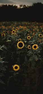 We hope you enjoy our growing collection of hd images to use as a background or home screen for the. The Road To Freedom Is Bordered With Sunflowers Iphone X Wallpapers Free Download