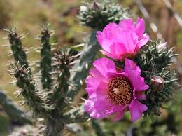 Image result for Opuntia imbricata