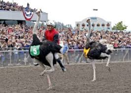 When ostrich racing featured in disney fantasy film prince of persia: Camel Ostrich Zebra Racing Emerald Downs