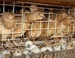Maybe you would like to learn more about one of these? Panduan Ternak Burung Puyuh Yang Mudah Dan Lengkap Bagi Pemula Belajar Beternak