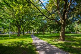 Cherry toronto blossoms trinity bellwoods park street culture colour related community. Trinity Bellwoods Heaps Estrin
