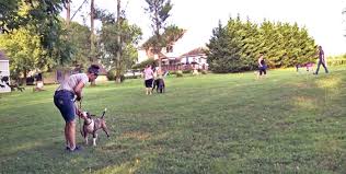 Training success with impossible dogs) new puppy here at krazy k aussies, we use the puppy culture program with our puppies to help insure confident. Puppy Culture Stories Read