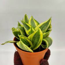 Salah satu daripada pokok yang paling popular dan viral di media sosial adalah pokok snake plant aka. Buy Sansevieria Plant Pokok Lidah Jin Seetracker Malaysia
