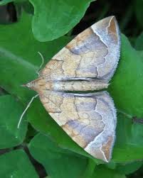 Image result for Eulithis testata
