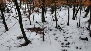 Vier stunden pro tag hin, im winter sind es sogar nur drei stunden am tag. Wie Schlafen Rehe Steemit