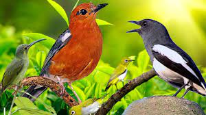 ★ download mp3 suara burung daun betina gratis, ada 20 daftar lagu sia yang bisa anda download. Download Lima Kombinasi Suara Burung Betina Untuk Memancing Bunyi Om Kicau