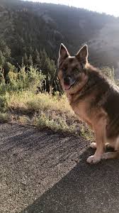 A lot of people have been asking about how the german shorthaired pointer from the last video was doing, so here's a quick update! 56 German Shorthaired Pointers German Shepherds Ideas In 2021 German Shorthaired Pointer German Shepherd Shepherd