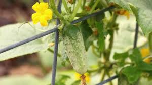 Image result for Cucumis sativus
