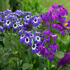 Image result for Cineraria
