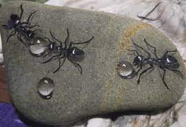 Formigas banks, azores, portugal : Formigas Bebendo Agua Minha Pintura Em Pedra Rock Painting Art Painted Rocks Rock Art