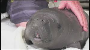 Baby hippo baby animals cute animals florida fish sea cow seaworld orlando palm coast pet fish ocean manatís.jpg. Baby Manatee Rescued From Canal