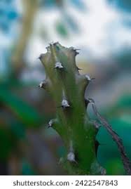 Image result for Euphorbia lividiflora