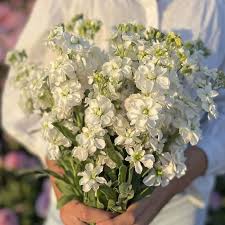 Image result for Matthiola