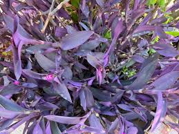 Image result for Tradescantia pallida