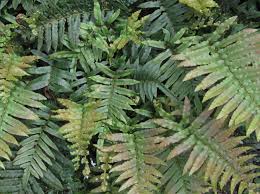 Image result for Blechnum punctulatum