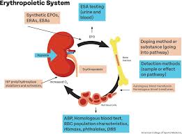 Image result for Blood Doping