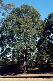 Image result for Eucalyptus torelliana
