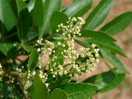 Image result for Tricalysia sp. E