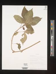 Image result for Impatiens burtonii