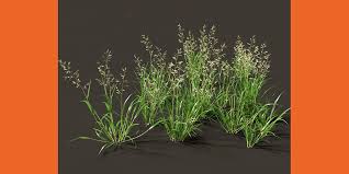 Image result for Eragrostis cilianensis