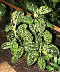 Dieffenbachia Reflector Pflanzen Hydrokultur Blumen