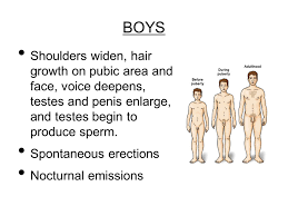 Puberty is made up of a clear sequence of stages, affecting the skeletal, muscular, reproductive, and about 25 percent of human growth in height occurs during puberty. Puberty Part I Kelli Jernigan Ppt Video Online Download