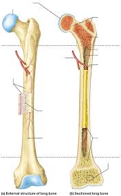 This is an online quiz called long bone labeling. Long Bone Anatomy Quizlet