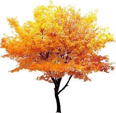 Fall Tree Png Background Image Png Mart Autumn Trees Background Images Cool Landscapes