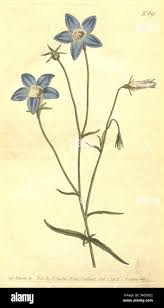 Image result for Wahlenbergia denticulata