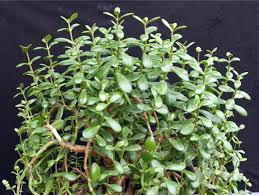 The plant takes a rest break in winter and needs less water. Why Is My Jade Plant Drooping Causes And Solutions Smart Garden Guide