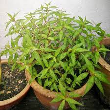 After fresh basil, vietnamese mint (persicaria odorata) is my favourite culinary herb. Tips Tanam Pucuk Kesum Untuk Orang Yang Tinggal Di Bandar Mudah Murah Tak Perlu Beli