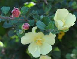 Image result for Pavonia