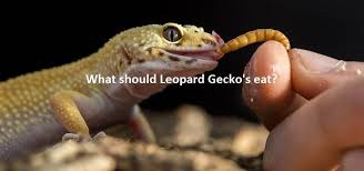 Maybe you would like to learn more about one of these? Leopard Gecko Food And Diet Advice Exoticdirect