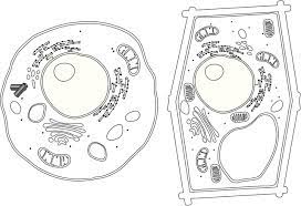 A Brief Comparison Of Plant Cell Vs Animal Cell Biology Wise