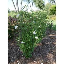 It is an easy plant to grow and to fit into the landscape because of its compact upright habit. Proven Winners 4 5 In Quart White Pillar Rose Of Sharon Hibiscus Live Shrub With White Flowers Hibprc2417800 The Home Depot