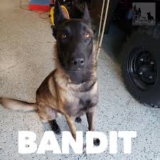 German shepherds are very protective, but not hostile; German Shepherd Puppy Rescue Near Me Bmo Show
