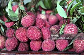 Image result for Sapindaceae