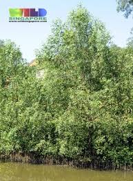 Image result for Sonneratia