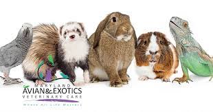 They dont treat dogs or cats so its a safe and comfortable environment for your bird or small animal. Maryland Avian Exotics Veterinary Care